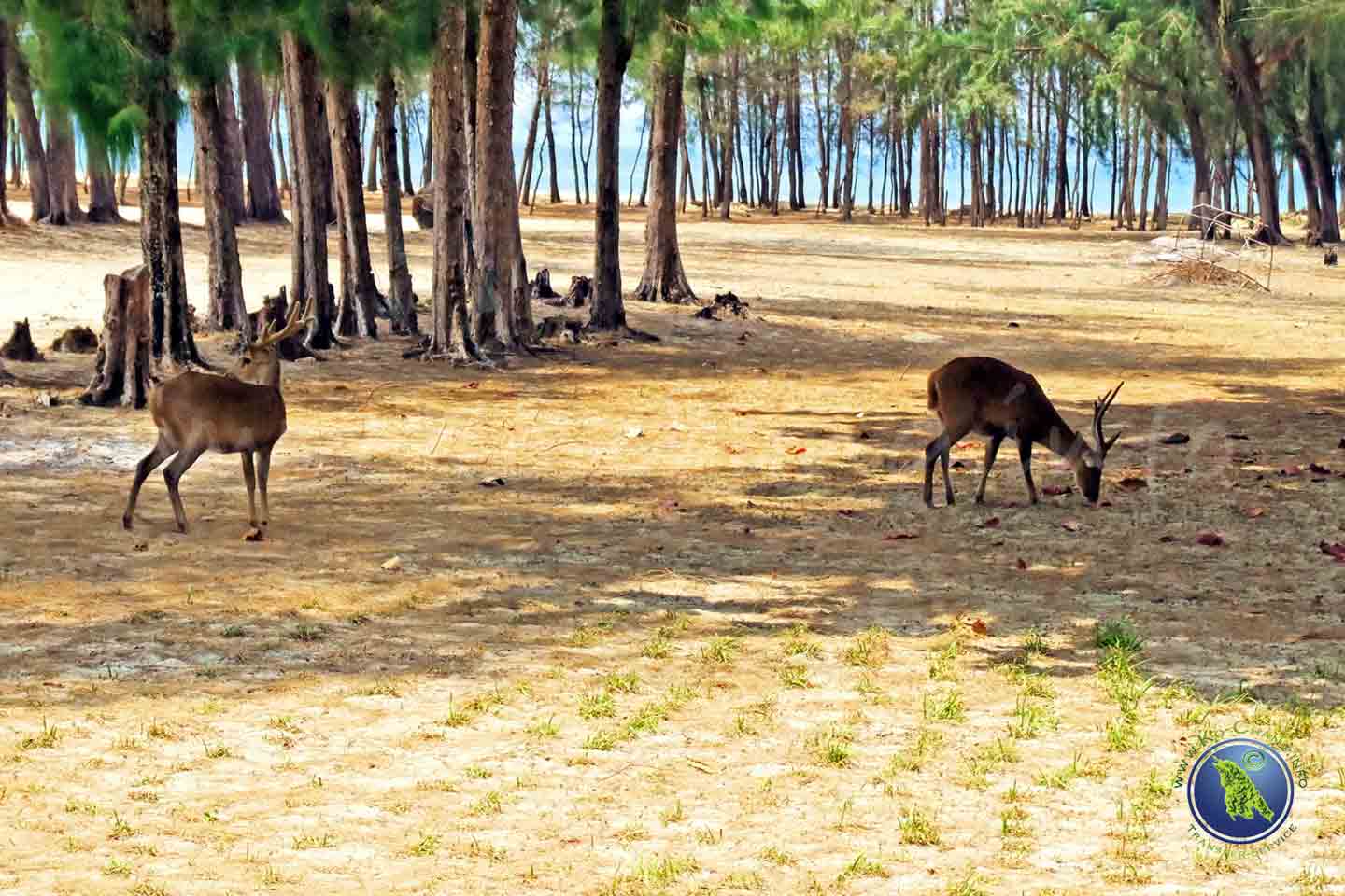 Rehe auf Koh Kradat bei Koh Chang in Thailand