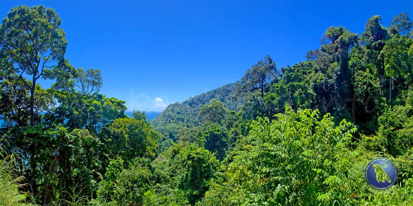 Tropischer Regenwald in Thailand